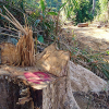 Chặt trái phép hơn 50 cây trong rừng, giám đốc bị bắt