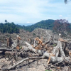 Phát hiện thêm 45 ha rừng tự nhiên bị chặt phá ở Bình Định