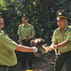 Quảng Ninh: 16 con chim diều hâu hoang dã được thả