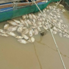 Đắk Nông: 200 tấn cá lồng của người dân đột ngột chết sau bão