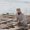 Khánh Hòa: Người dân nuôi thủy sản, tôm hùm nợ chồng chất sau bão