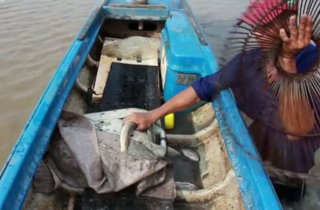 Kéo côn bắt cá lóc đồng mùa lũ ở Đồng Tháp Mười