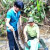 Khánh Hòa: Đầu bếp giao nộp trăn gấm quý giá cho khu bảo tồn
