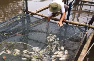 Cá nuôi lồng chết hàng loạt ở Huế