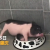 Nữ sinh Trung Quốc bị phát hiện nuôi lợn trong ký túc xá
