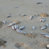 Cá chết dạt vào bờ biển Đà Nẵng có thể là cá nuôi lồng bè