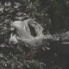 Chiếc khăn tang chỉ điểm tài xế sát hại nữ hành khách