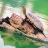 Chuyên gia văn hóa dân gian: Không còn rùa, Hồ Gươm sẽ mất đi nhiều thứ