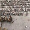 Người phụ nữ Trung Quốc đầu độc và đông lạnh hơn 400 con chim