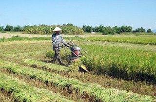 Tự ý chuyển đất trồng lúa sang đất ở phạt tiền đến 1 tỉ đồng