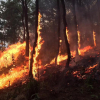 Tặng Huân chương Dũng cảm cho người phụ nữ quên mình chữa cháy rừng