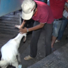 Tạm giữ xe khách chở 46 người về quê đón Tết cùng cả đàn dê 53 con