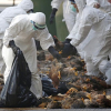 Trung Quốc: Phát hiện ổ dịch cúm gà H5N1 giữa lúc virus corona bùng phát mạnh