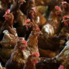 Đức phát hiện cúm H5N8, Hà Lan yêu cầu nuôi nhốt gia cầm