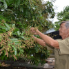 Hành trình chinh phục thiên nhiên của lão nông đưa trái ngọt về rừng U Minh