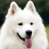 Năm Mậu Tuất: Top 10 loài chó “sang chảnh” đắt nhất thế giới