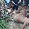 Truy tìm xe tải chở 13 con bò chết bán cho dân