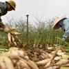 Nỗi đau nông dân Việt: Nghịch lý củ cải vứt trắng đồng