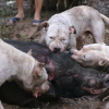 Chó săn cắn xé lợn rừng: Hai năm hơn 100 trận chiến