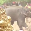 Video: Voi húc người tử vong ngay tại lễ hội văn hóa ở Ấn Độ