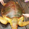 Ngư dân bắt được rùa biển quý hiếm màu vàng nặng hơn 80 kg