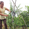 Bỏ thời trang, thành nữ đại gia nhờ trồng ớt theo công nghệ Israel ở Sài Gòn