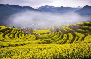 Mãn nhãn ngắm thảm hoa cải vàng ở Trung Quốc