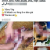 Cảnh công khai ‘làm thịt’ chó, mèo của Việt Nam khiến nước ngoài khiếp sợ