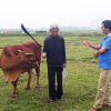 Chuyện động trời ở Thanh Hóa: Chăn thả trâu, bò phải nộp phí... cỏ