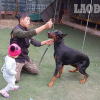 Nguyên nhân nào khiến chó nhà cắn tử vong bé trai 7 tuổi ở Thái Nguyên