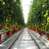 Australia: Trồng cà chua trên sa mạc cho thu hoạch 17.000 tấn mỗi năm