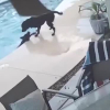 Chó nhảy xuống hồ bơi cứu bạn đuối nước như trong phim