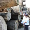 Chuyển hồ sơ và cáo trạng vụ buôn lậu hơn 600m3 gỗ sang Tòa án nhân dân thành phố Đà Nẵng