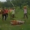 Hổ dữ bị dân làng quây, đập chết trong bất lực