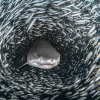 [Photo] Khoảnh khắc cá mập hổ bơi giữa quả cầu thức ăn khổng lồ