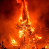 Xác định thủ phạm gây ra hàng loạt vụ cháy tại rừng Amazon?