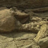 Hài cốt kỵ sĩ trong hầm mộ 1.500 năm tuổi