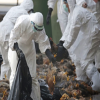 Ổ dịch cúm gia cầm H5N6 đầu tiên xuất hiện ở Bến Tre