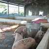 Giá lợn hôm nay 11.9: Sau Trung Quốc, thương lái mua cả lợn sang Lào, Campuchia?