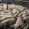 Sẽ tiêu hủy 4.000 con lợn (heo) bị bơm thuốc an thần, phạt 35 triệu