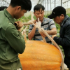Chiêm ngưỡng quả bí ngô lớn nhất Việt Nam, dài 1,2m, nặng hơn 126 kg