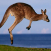 Australia: 20 con kangaroo bị xe tông chết hàng loạt
