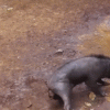 Video: Cảnh chó đại chiến lợn rừng đến chết ở Indonesia