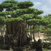 Cặp cây sanh trăm tuổi đại gia trả gần 10 tỉ đồng không bán