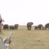 Đàn voi báo thù cho đồng loại bị thợ săn bắn chết