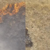Chế tạo thành công chất chống cháy cho cây rừng