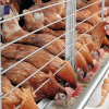 Giá gà “rớt thảm”, ngành chăn nuôi gia cầm nói do lỗi Tổng cục Thống kê