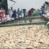 Cá chết phủ trắng bè ở Thừa Thiên Huế sau lũ