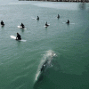 Cuộc chạm trán kinh hoàng giữa nhóm lướt sóng và cá voi xanh khổng lồ