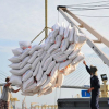 Xuất khẩu gạo của Việt Nam tăng mạnh